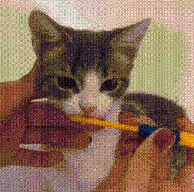 cat brushing teeth